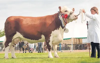  ?? Picture: Robert Smith. ?? Highland champion Panmure 1 Blessing G6.