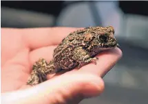  ?? MIKE WOLTERBEEK/UNIVERSITY OF NEVADA, RENO ?? A Dixie Valley toad at a laboratory in Reno, Nev. The U.S. Fish and Wildlife Service agreed on Tuesday to consider Endangered Species Act protection for the toad.