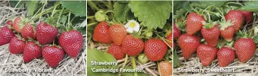  ??  ?? Strawberry ‘Vibrant’.
Strawberry ‘Cambridge Favourite’.
Strawberry ‘Sweetheart’.