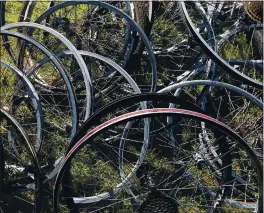  ?? PHOTOS BY SHMUEL THALER — SANTA CRUZ SENTINEL ?? Bicycle wheels recovered Sunday near Shaffer Road.