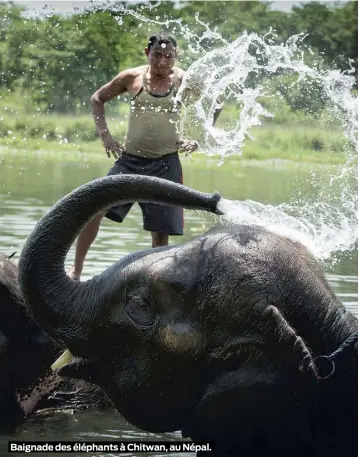  ??  ?? Baignade des éléphants à Chitwan, au Népal.