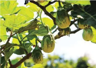  ??  ?? For fruiting vegetables like eggplants, APFF can be applied once a week or once every two weeks during the vegetative stage. During the fruiting stage, APFF should be applied every after harvest. These eggplants in photo started to become vigorous and fruited abundantly after using APFF.