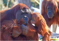  ?? DAVID ZALUBOWSKI/ASSOCIATED PRESS FILE PHOTO ?? Two-year-old orangutan Cerah, center, looks to see what Berani is eating as Nias comes in to check on the pair at the Denver Zoo in November. Many zoos are selling tickets to virtual exhibits as more people choose to stay at home.