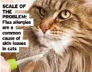 Image showcasing Root cause of cat dandruff - PressReader