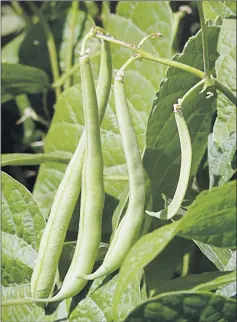  ??  ?? Climbing varieties of French beans have a richer flavour than bush bean varieties.
