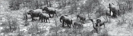  ?? MONIRUL BHUIYAN/GETTY-AFP 2018 ?? Elephants roam the plains of the Chobe district in northern Botswana. The country has lifted a ban on trophy hunting as a method of controllin­g the elephant population.