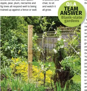  ?? ?? Espalier fruit trees make best use of vertical space along boundaries