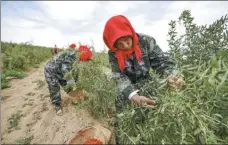  ??  ?? Left: Workers pick goji berries at a plantation in Wuzhong, Ningxia Hui autonomous region. beverages made of goji at a Bairuiyuan laboratory in Yinchuan, Ningxia.