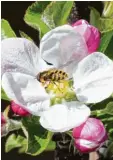  ??  ?? Über diese Schwebflie­ge auf einer Apfel blüte freute sich Klaus Stampfer aus Bonstetten (Kreis Augsburg).