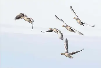  ?? ?? Greylag Geese, by Harry Kingman.