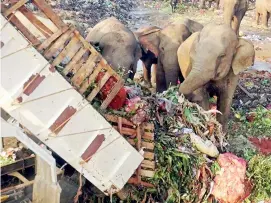  ?? Pic by Kanchana Kumara Ariyadasa ?? Feast for the jumbos: Rotting vegetables from the Dambulla economic centre.