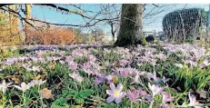  ??  ?? Wunderschö­n: blassviole­tter Elfen-krokus an der Fischertor­straße.