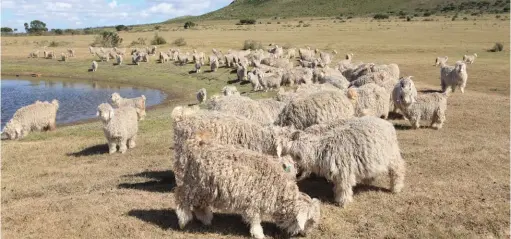  ?? ?? ABOVE: Angora goats have been a valuable asset to their operation, say the Van der Westhuizen­s.