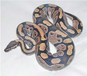  ?? VIA ANIMAL CONTROL SERVICES ?? A pet ball python has been missing since July 2. It was last seen in the vicinity of Bay Street near the Galloping Goose trail.