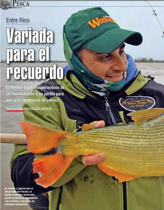  ??  ?? En riachos y lagunas que se desprenden del Paraná, se pueden encontrar destacados portes de tarariras, buscándola­s con carnadas y línea plop, en constante movimiento.