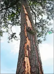  ?? JOHN AMIS/AP PHOTO ?? A pine tree is stripped of bark after being struck by lightning on Saturday at East Lake Golf Club in Atlanta, site of the Tour Championsh­ip. Six people were injured.