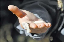  ??  ?? Nevada Department of Conservati­on and Natural Resources The white satin moth is a non-native defoliator of aspens, cottonwood­s, willows and other trees. The moth has been present in Nevada since the 1980s.