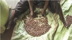  ??  ?? This file photo taken on November 14, 2016 shows a worker sorting cocoa beans at the SCAK cocoa processing plant in Beni. — AFP