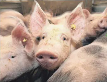  ?? FOTO: GENTSCH ?? Für die Schweinezu­chtbetrieb­e der UEG ist 2017 ein wirtschaft­lich gutes Jahr gewesen. Gleichwohl blicken Schweinemä­ster und Ferkelerze­uger aktuell mit sorgenvoll­em Blick in die Zukunft.