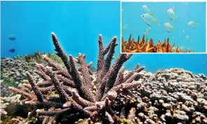  ??  ?? Kayankerni reef, a beauty to behold. Right: Breathtaki­ng marine life surroundin­g the reef