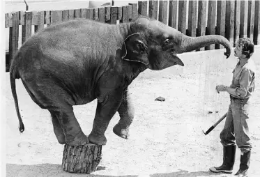  ??  ?? Lucy the elephant doing a trick with a trainer at the zoo in May, 1979.