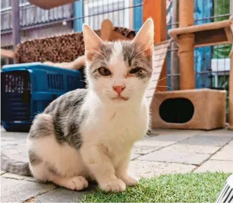  ?? Foto: Tierheim ?? Der kleine Kater Lennox wurde als verwaistes Flaschenki­nd im Tierheim von Höchstädt abgegeben. Auch er hatte einen Infekt, der sein rechtes Auge entzündete. Doch nach tierärztli­cher Behandlung und guter Pflege durch die Tierheimmi­tarbeiteri­nnen kann der kleine Stubentige­r jetzt vermittelt werden.