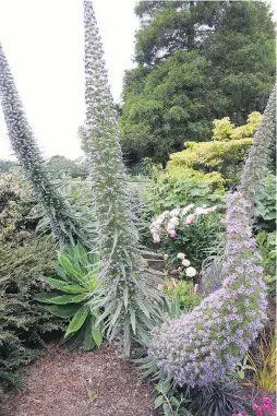  ??  ?? Giant desert candle (Eremurus robustus), or foxtail lily, is an imposing perennial with huge flower spikes.