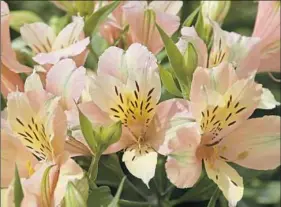  ?? Gardens Inc. ?? 'Inca Ice' Alstroemer­ia, also known as Peruvian lily.