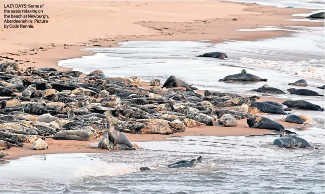  ?? Picture by Colin Rennie. ?? LAZY DAYS: Some of the seals relaxing on the beach at Newburgh, Aberdeensh­ire.