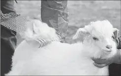  ??  ?? Baby cashmere comes from the fine hair of 3-month to 1-year-old Hycrus kid goats. The hair is gently combed out, not sheared.