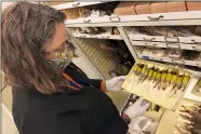  ?? HAVEN DALEY — THE ASSOCIATED PRESS ?? Moe Flannery, senior collection­s manager for ornitholog­y & mammalogy at the California Academy of Sciences, holds a tray containing Bachman’s warblers in their specimen collection Sept. 24 in San Francisco.