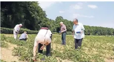  ?? FOTO: GERRICUSST­IFT ?? Für die Erdbeerwoc­he im Alten- und Pflegeheim zog ein kleines Team los, um Erdbeeren auf dem Feld an der Rennbahn zu pflücken.