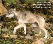  ??  ?? British Columbia intends to expand its wolf cull programme.