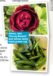  ??  ?? Above, rose ‘Darcey Bussell’ and, below, tasty home grown veg