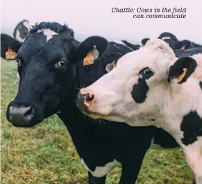  ??  ?? Chattle: Cows in the field can communicat­e