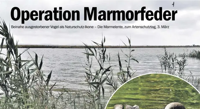  ?? Fotos: Stefan Wieczorek ?? Scheues Vögelchen: Auch in Naturparks wie El Hondo macht die Marmelente am liebsten Gebrauch von ihrer „Maske“.