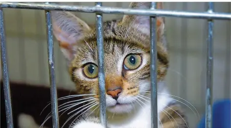  ?? ARCHIVFOTO: BECKER&BREDEL ?? Im Saarbrücke­r Bertha-Bruch-Tierheim werden oft Katzen abgegeben, weil sie trächtig oder krank sind. Es kostet viel Geld, ihnen zu helfen.