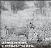  ??  ?? Une lionne et ses petits, à Tokologo, en Afrique du Sud.