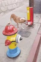  ?? ?? l Un divertido programa para alimentar a perros callejeros iniciaron bomberos de Nogales.