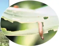  ??  ?? DEVOURED: The leaves on the mealie stalks have been eaten away by FAW.