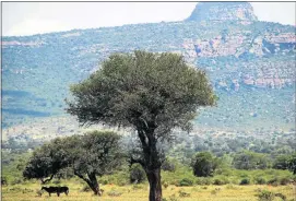  ??  ?? HOT DAYS: A pair of donkeys take a breather under the shade of a tree below the Blouberg Mountain. This region of Limpopo is very hot