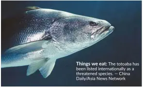  ?? — China Daily/Asia News Network ?? Things we eat: The totoaba has been listed internatio­nally as a threatened species.