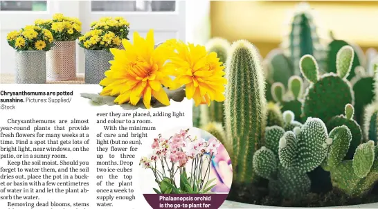  ?? Pictures: Supplied/ iStock ?? Chrysanthe­mums are potted sunshine.
Phalaenops­is orchid is the go-to plant for interior stylists.
Mixed cactus bowl – prickly but appealing.