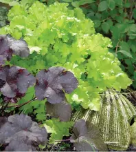  ??  ?? Heucheras.