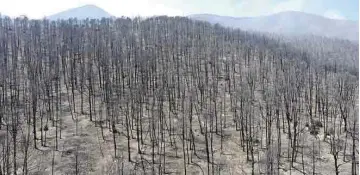  ??  ?? Cenizas. Aunque ya quedó extinguido el incendio en la Sierra de Arteaga, aún se realizarán labores de vigilancia para evitar “sorpresas”.