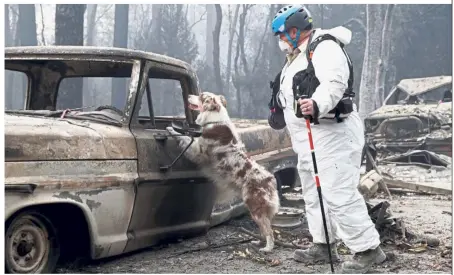  ?? — Reuters ?? Grim task: Trish Moutard of Sacramento searching for human remains with her cadaver dog IC in a truck destroyed by the Camp Fire in Paradise, California.