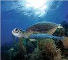  ?? FINE ART PHOTOS VIA GETTY IMAGES ?? Commune with sea turtles in Key West.