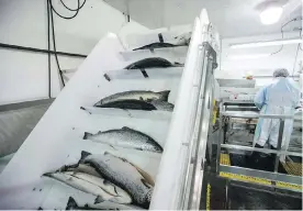  ??  ?? A gutting machine slices and cleans about 15 fish per minute. The salmon then head up to graders who assess individual fish.