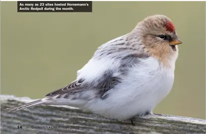  ?? ?? As many as 23 sites hosted Hornemann’s Arctic Redpoll during the month.