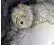  ??  ?? Loukoumaki­s the poodle survived Greek wildfires by climbing into an outdoor oven behind a barbecue